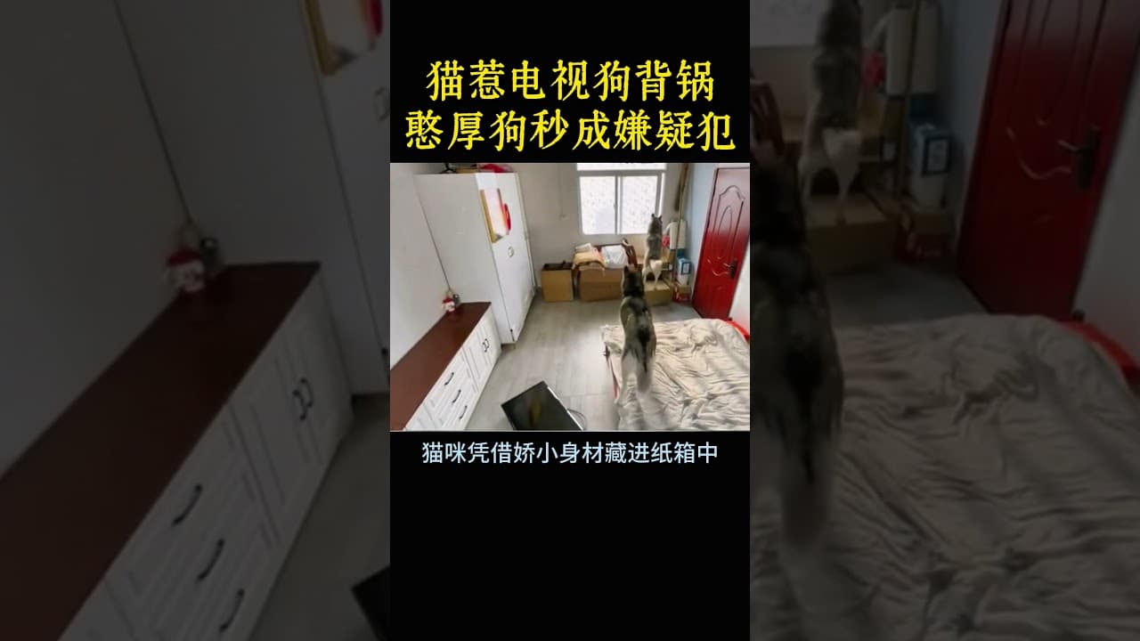 猫咪摔坏电视机竟甩锅给狗子，憨憨狗子秒成嫌疑犯。