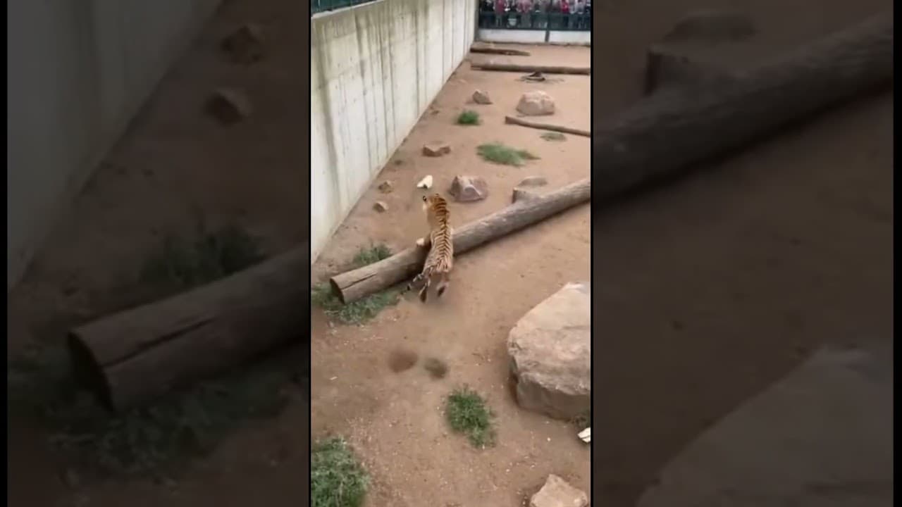 White Cat Falls In Tiger Chase Starts | Zoo Moment #shorts