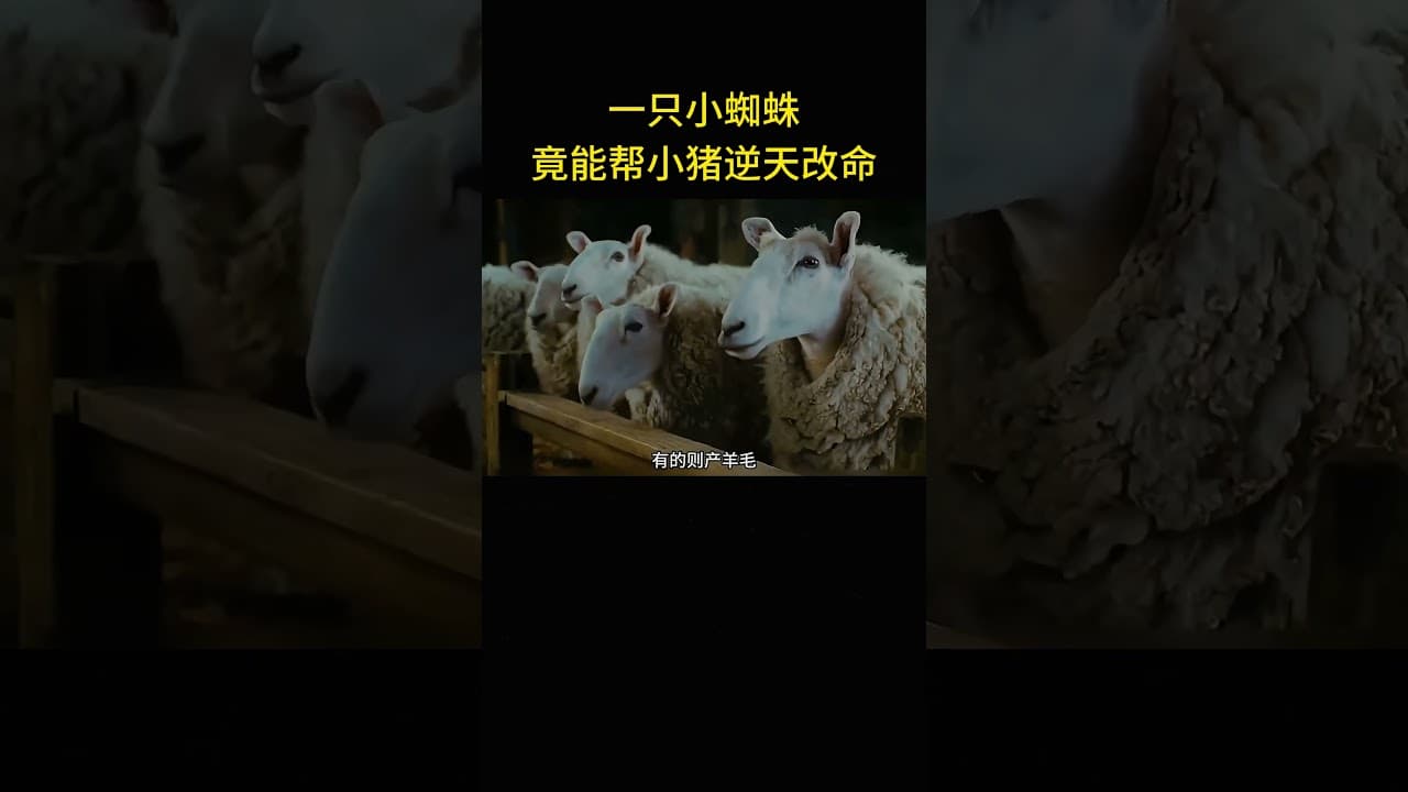 因為蜘蛛的突然舉動，小豬居然成了明星豬