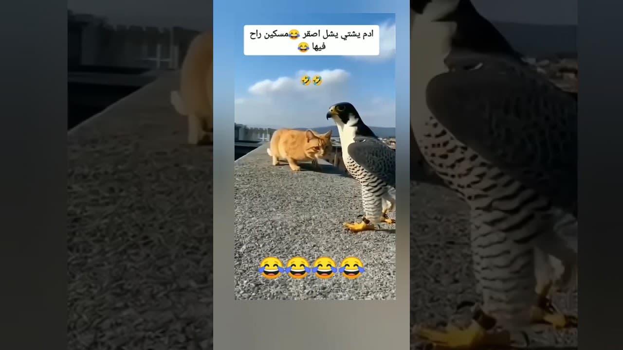 😂فديوه تموت ضحك 😂الي مايعرف اصقر يشويه #اكسبلور #هتضحك #لايك #bts #علم_النفس #كوميديات