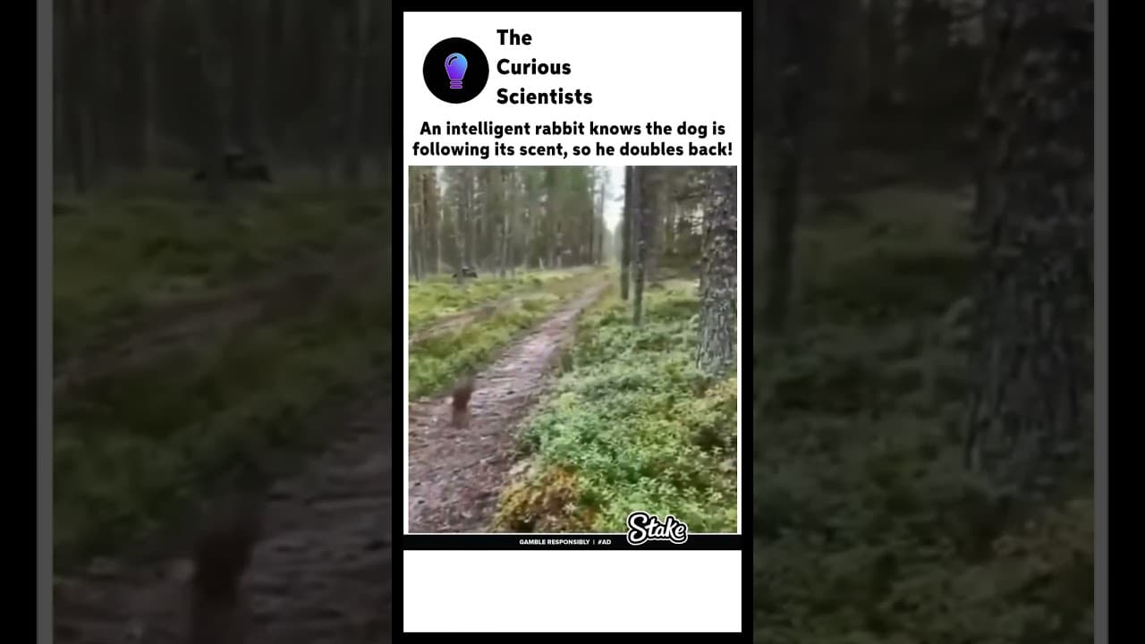 🐰Bro 👀 Gut Survival Skills 🐇😤😤 #funnyanimals #rabbit #viralshort