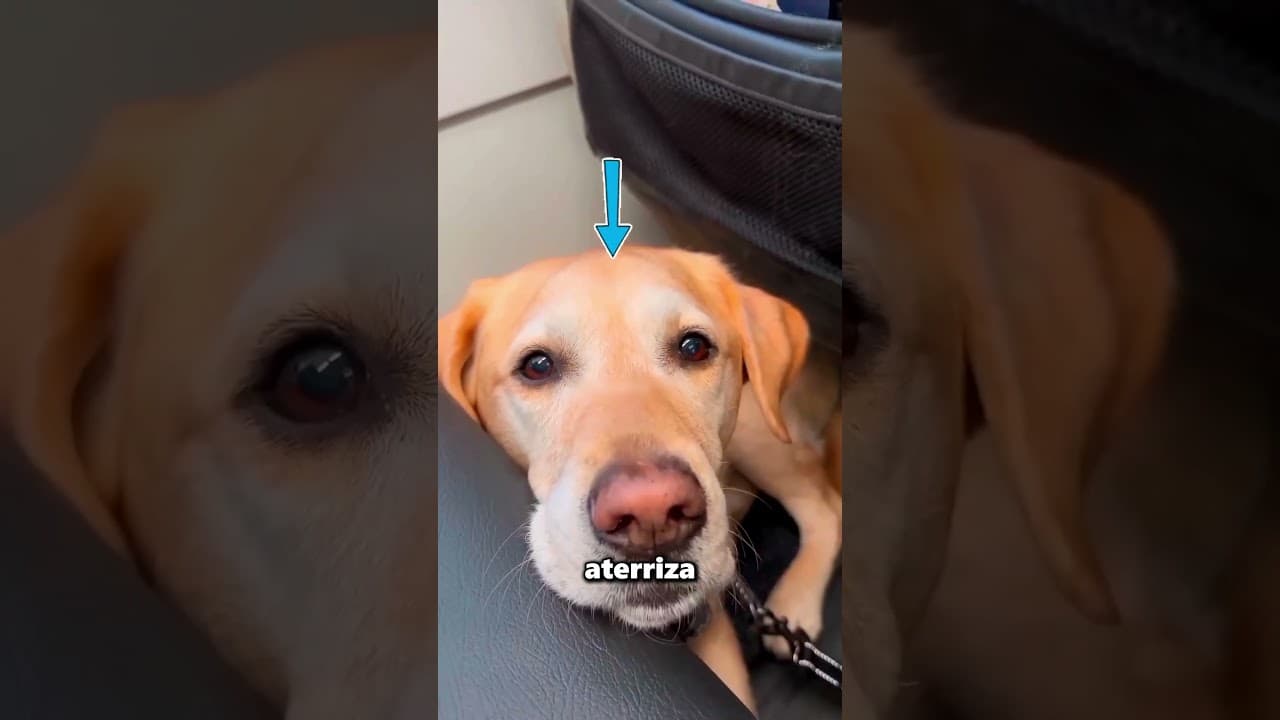 Este Perro Realmente Vive Una Vida De Lujo 😂❤️