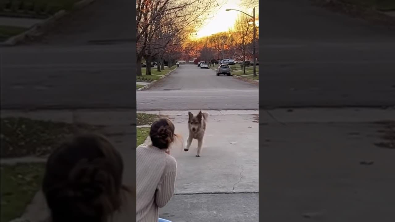 Emotional Reunion: Dog Returns Home After Years Lost 🐶💔➡️❤️