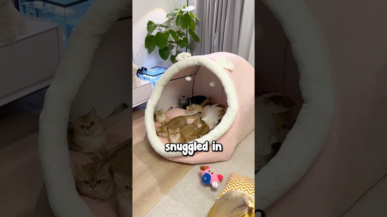 Buying a Huge Bed For Cats 🥹❤️