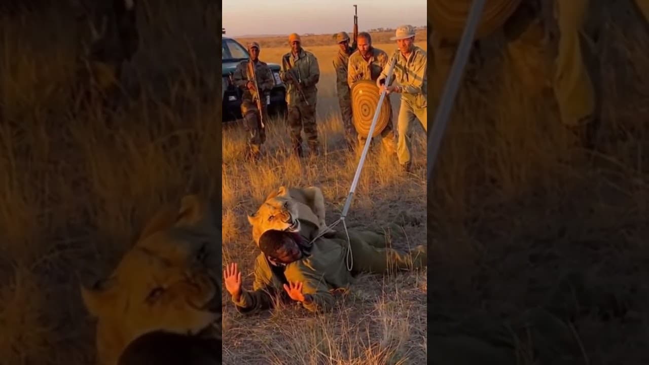 Intense Lion Rescue: Team Braces as Lioness Holds Man #Wildlife #Rescue #Tension