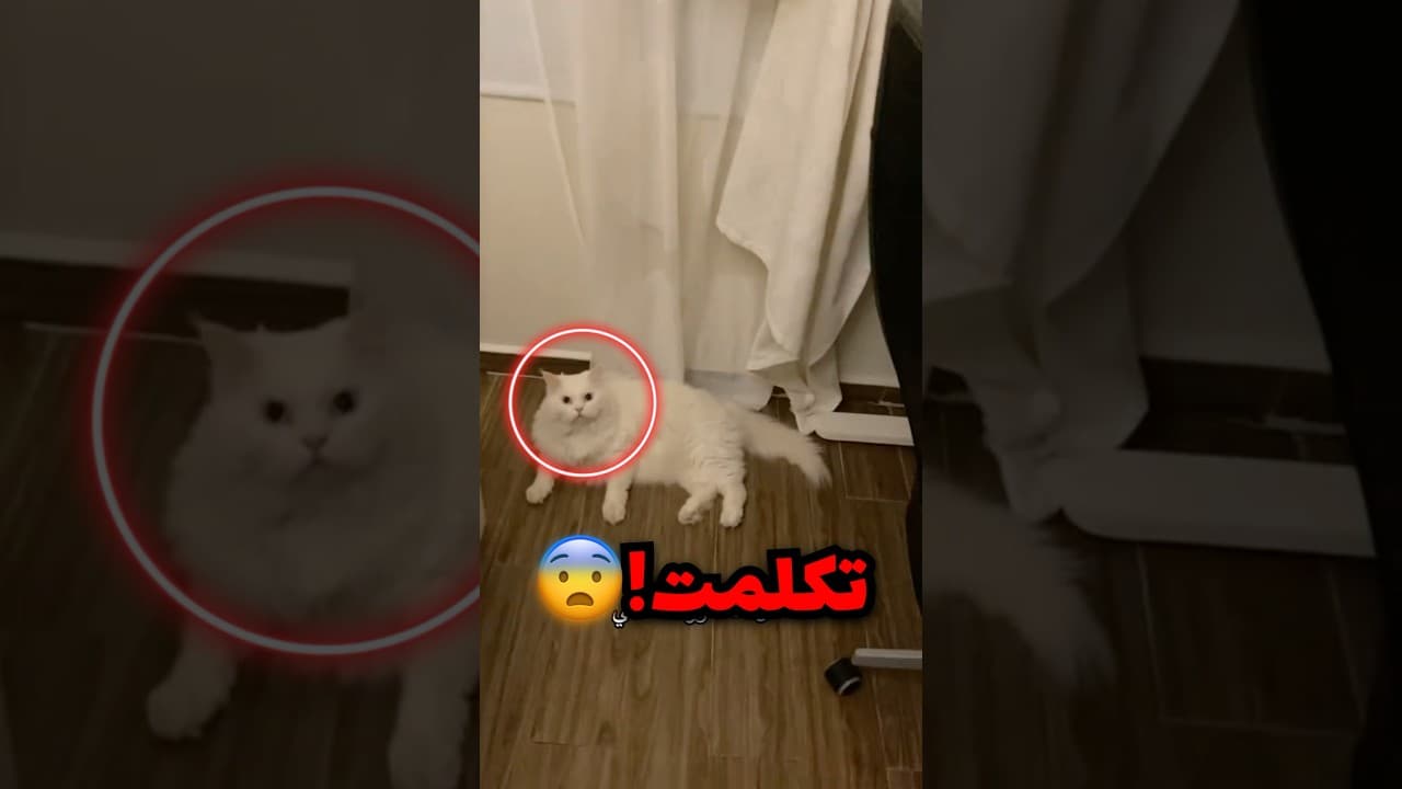 قفط البسة اكلت عليه الشاورما حقه وهوا من الجوع سوا كذا فيها!!