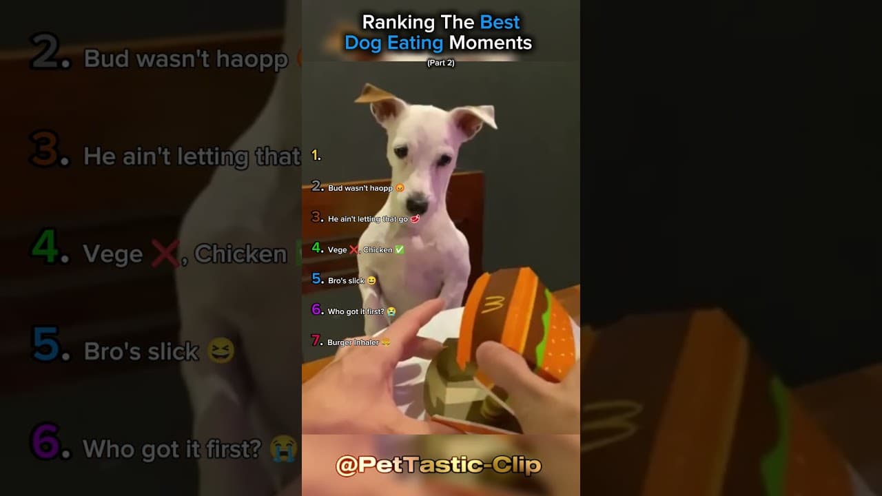 Ranking The Best Dog Eating Moments (Part 2)