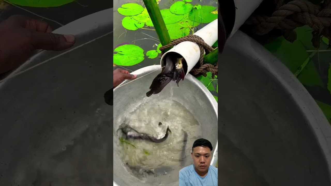 Ikan keluar banyak banget⁉️