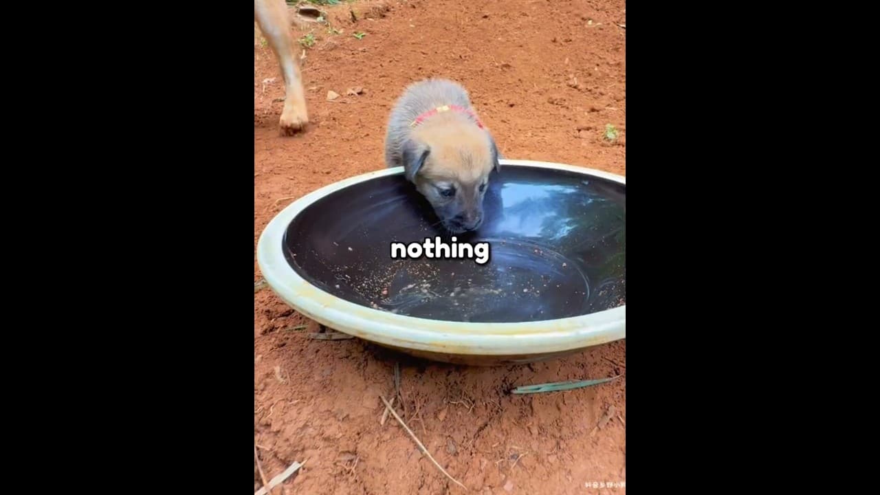 This Puppy Finally Ate In Peace 🐶❤️ #shorts