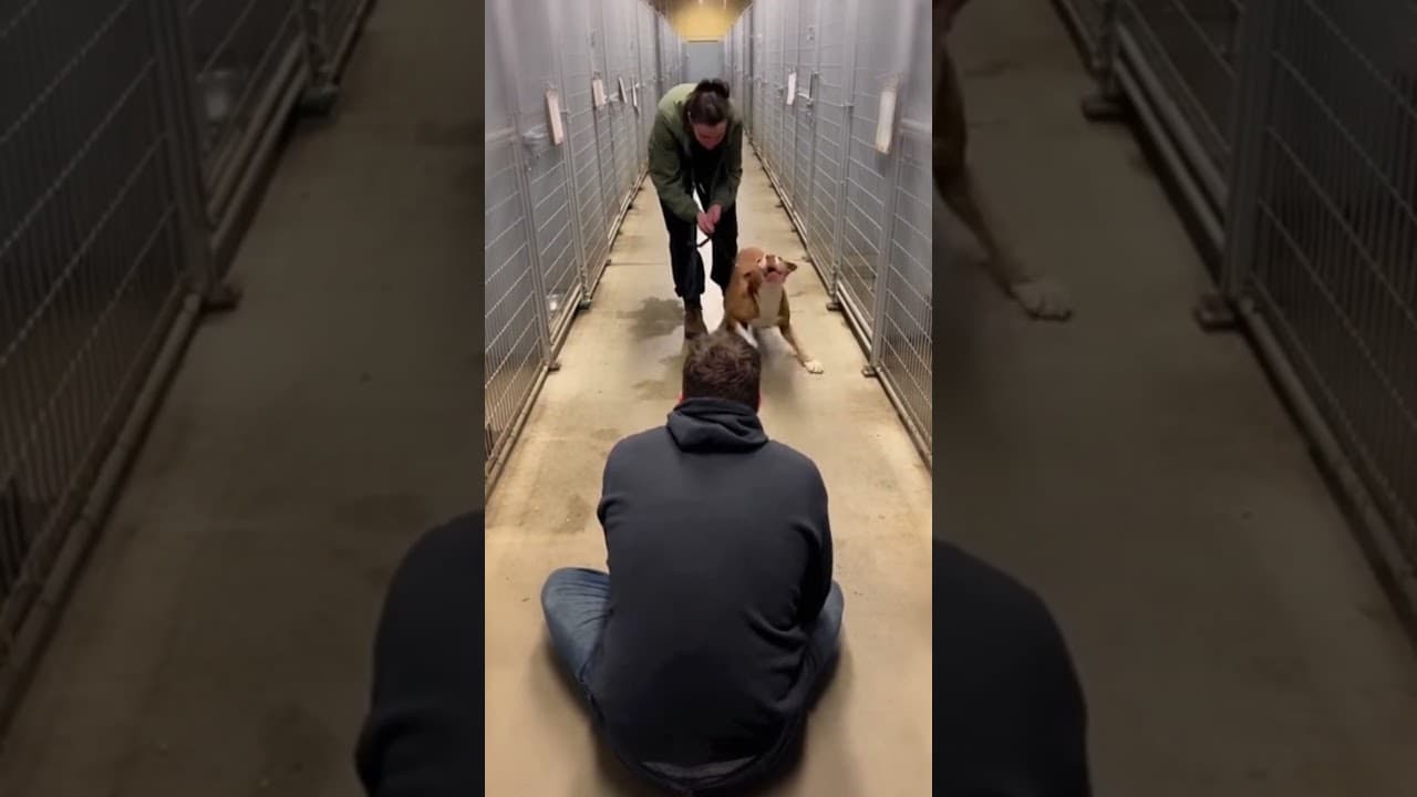He Finally Found His Stolen Pitbull at a Shelter