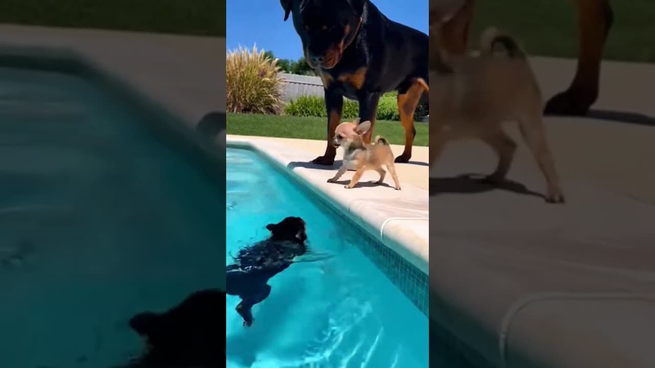 o god dog swimming in pool #puppy #cuteanimal #funnyanimal