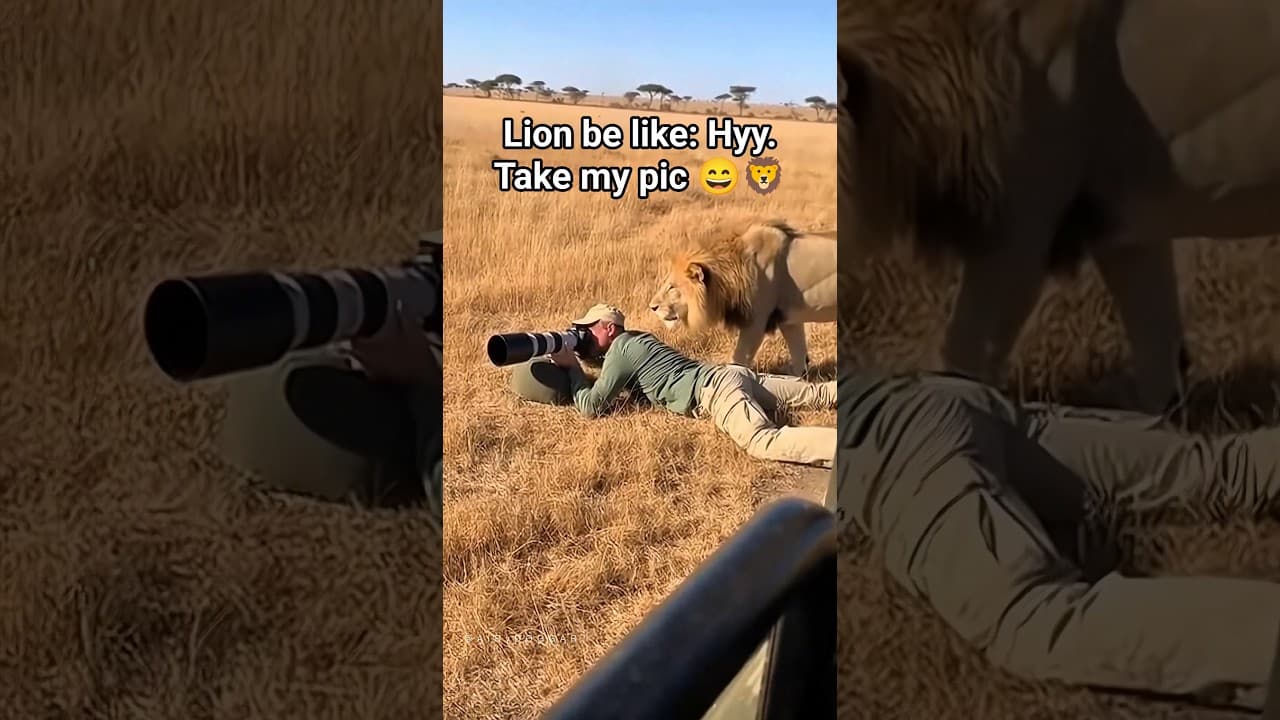 Lion Sneaks Up and Hits Photographer During Safari