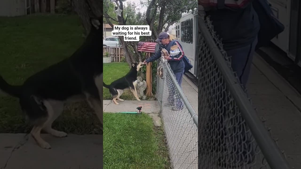 My dog is always waiting for his best friend. #dog