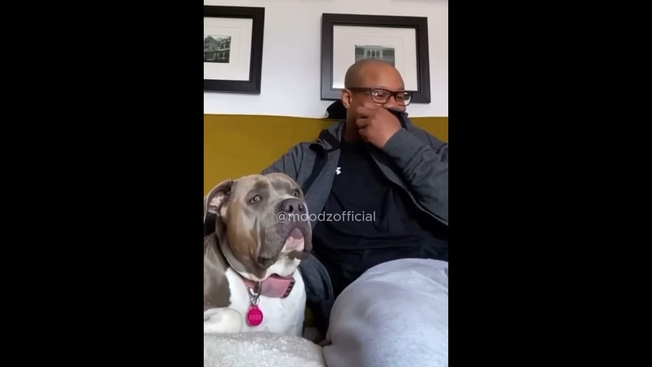 This Dog is Super Funny