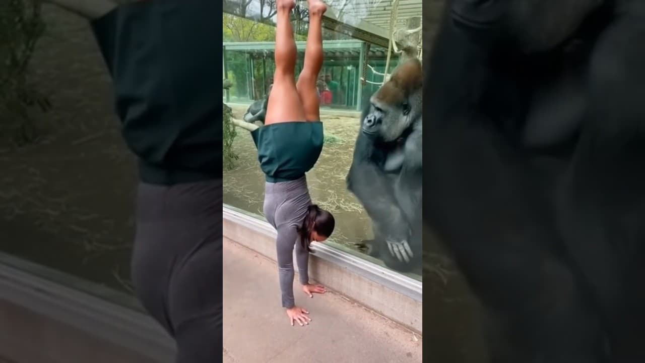 Girl Handstands… Gorilla Copies Her