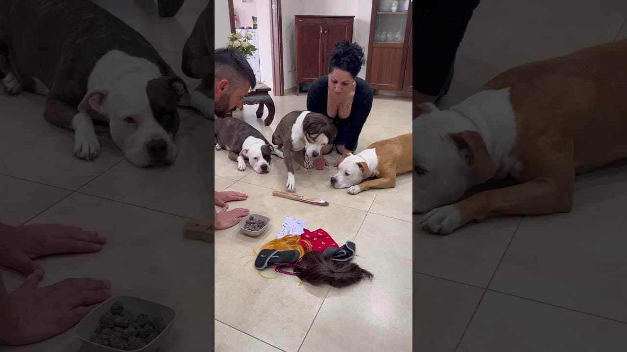 NON metto  la zampa e… mangio 🐾😋#dog #dogs #dogfood #dogvideo #dogvideos