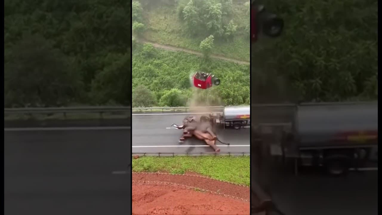 I can’t believe this Elephant Jumped off! #viral