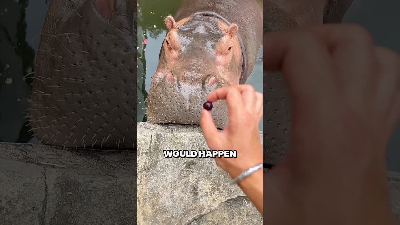 He Fed A Small Grape To This Big Hippo 😂❤️
