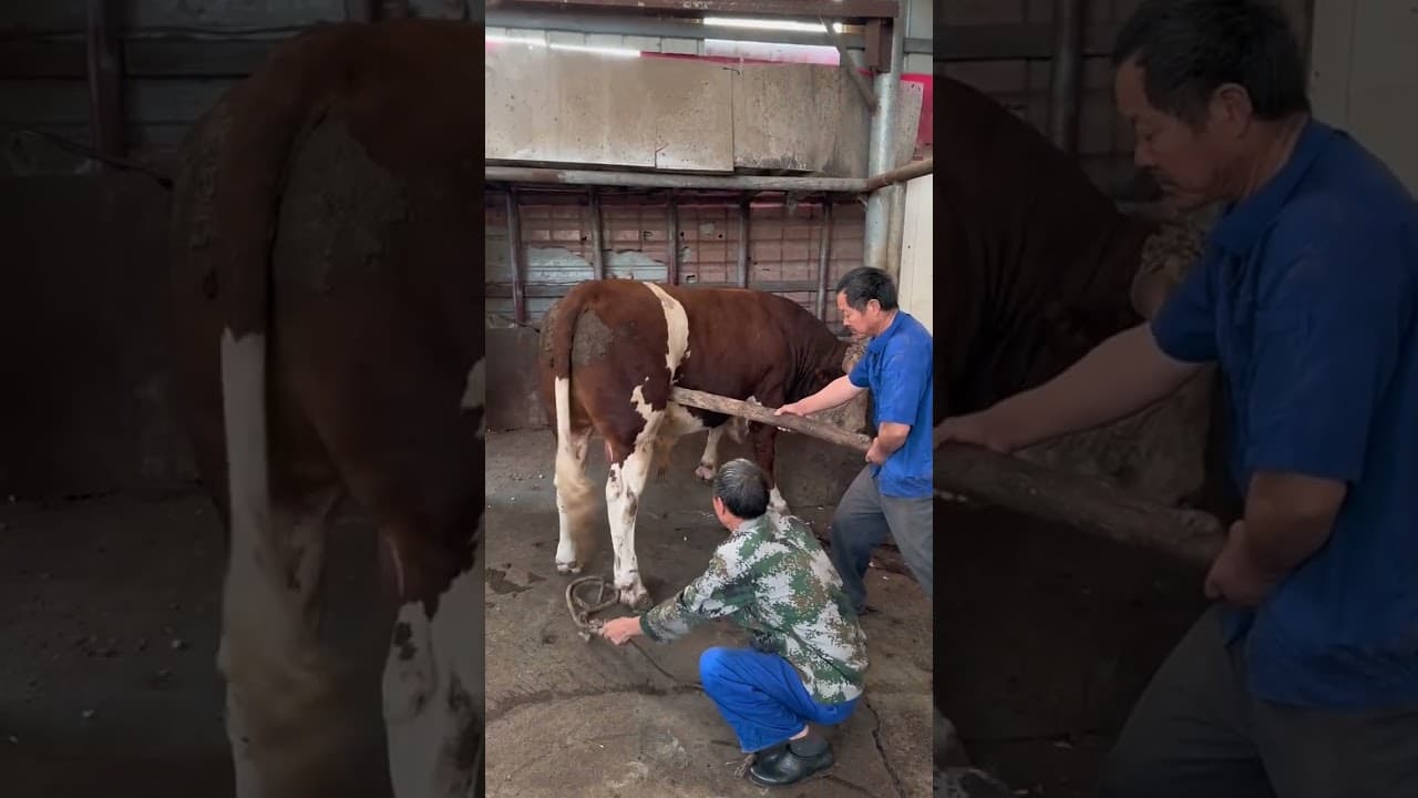 #SimmentalImprovedStahlBull #FrontlineVeterinaryWorkers#food #authentic #food #cow #1million