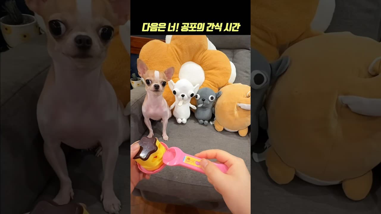 다음은 네 차례! 공포의 간식 시간🔥#강아지 #shortsfeed