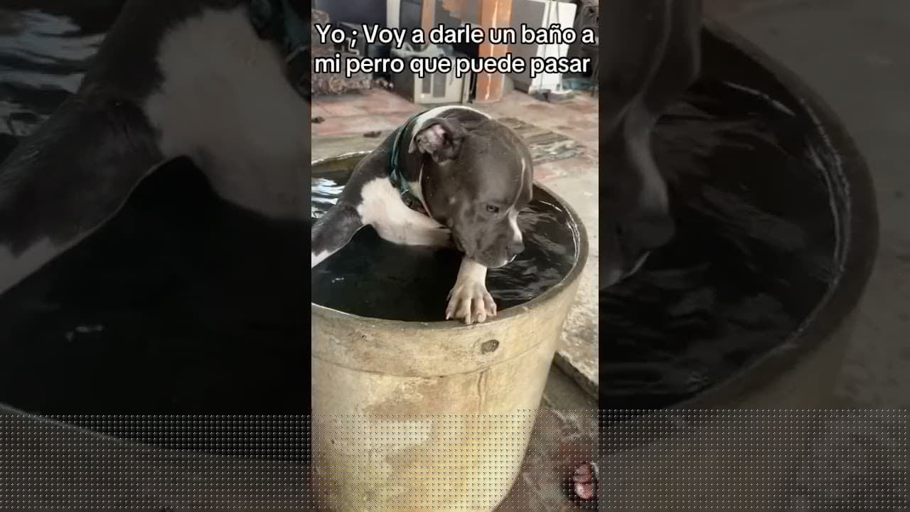 Su último baño 😵 #pitbull #risa