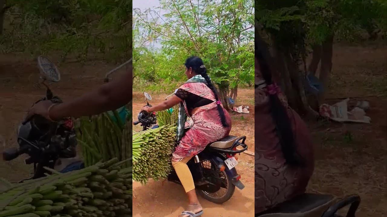 today farm work 🤗#murungaiarasiofficial #farming #shortvideo #villagelife
