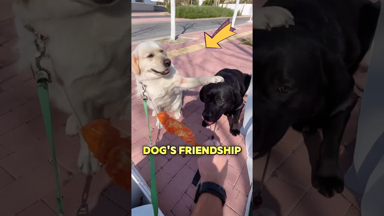 These dogs showed us what a true friend is
