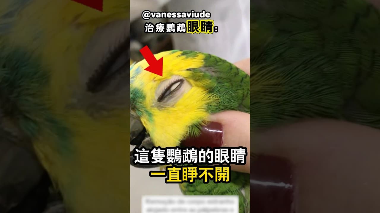 鸚鵡的眼睛受傷了
