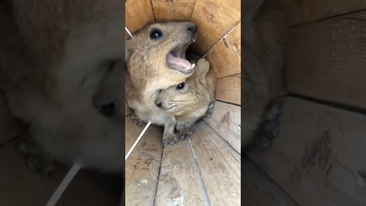 Why Is He Screaming At Me NOW?! 😡🤯