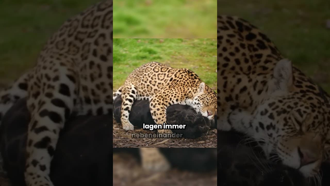 Wird die Romanze zwischen Panther und Gepard jemals Wirklichkeit #Tiere #shorts