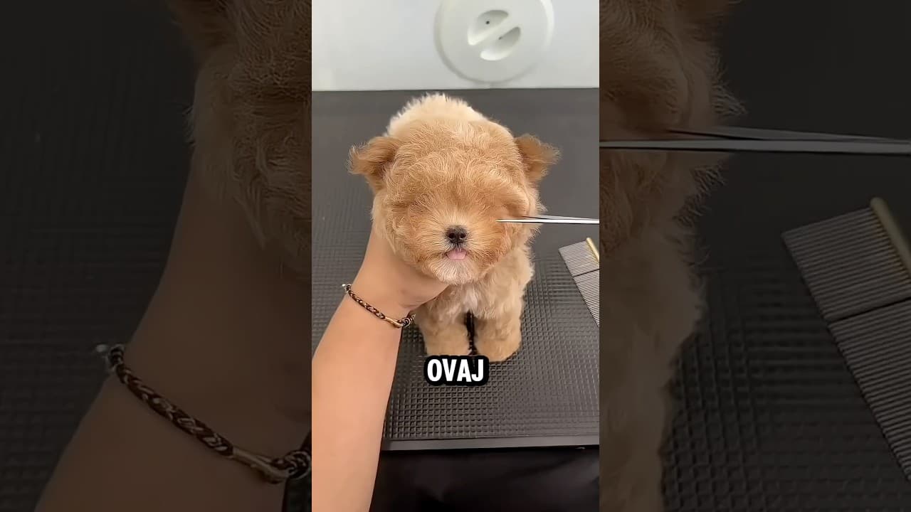 Pomogao mu je❤️