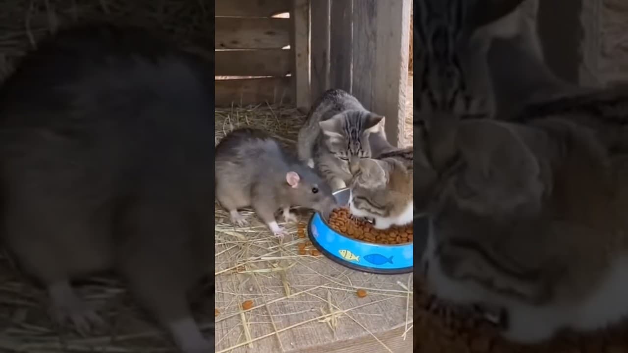 kitty cats vs big rat #viralvideos #funnyvideo