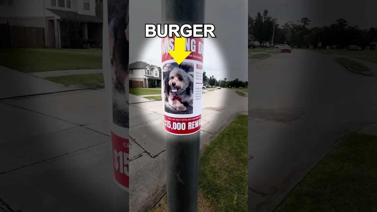 I Found a Lost Dog