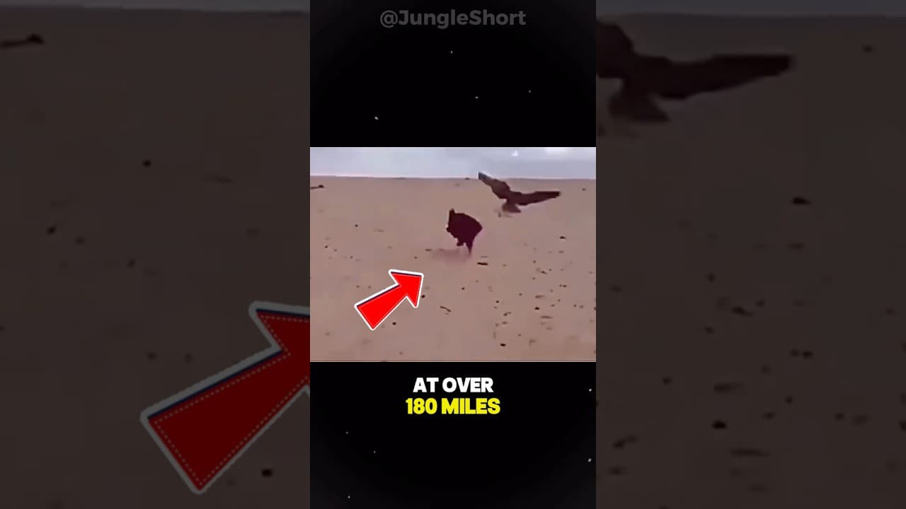 How Hawks Break The Necks of Their Prey!