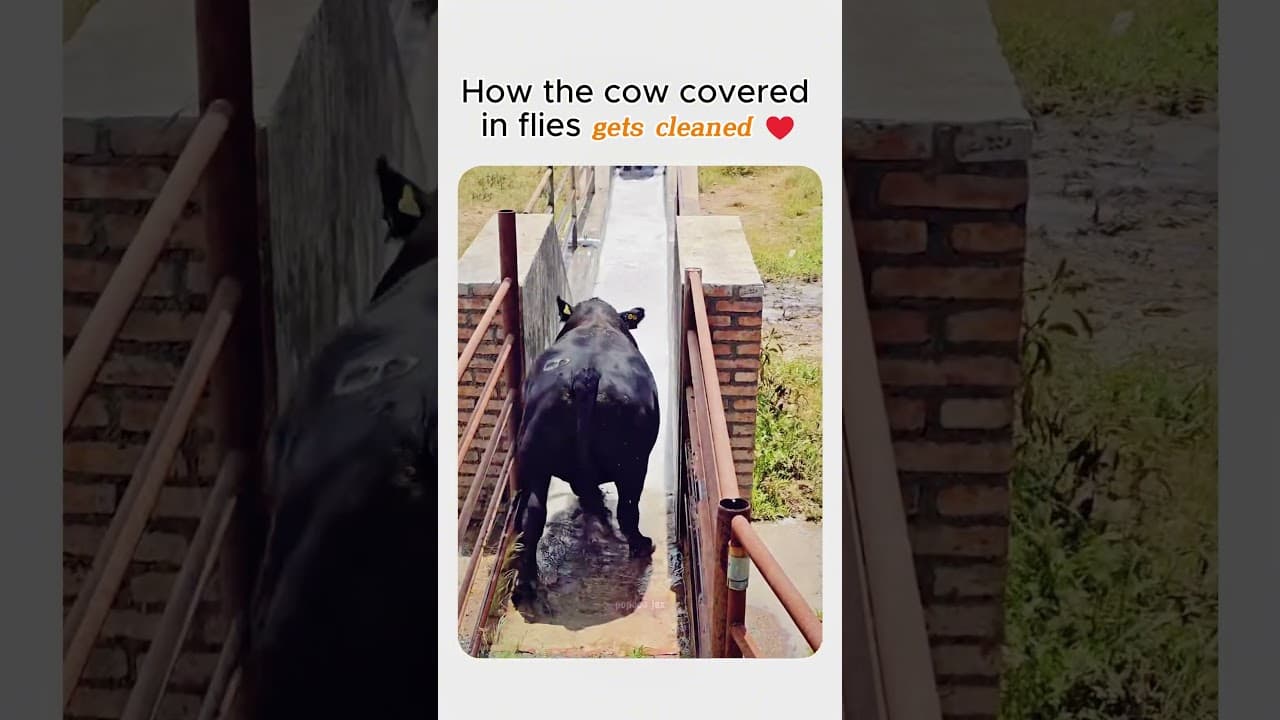 How the cow covered in flies gets cleaned ♥️