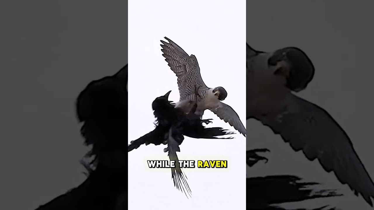 Raven Messes With a Peregrine… Big Mistake #wildlife #animals #shorts