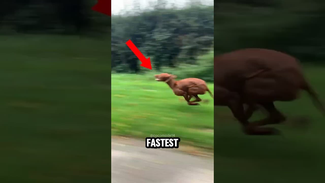 Top 4 FASTEST Animals on Earth That Don’t Even Need Wheels #pets #animals #speed