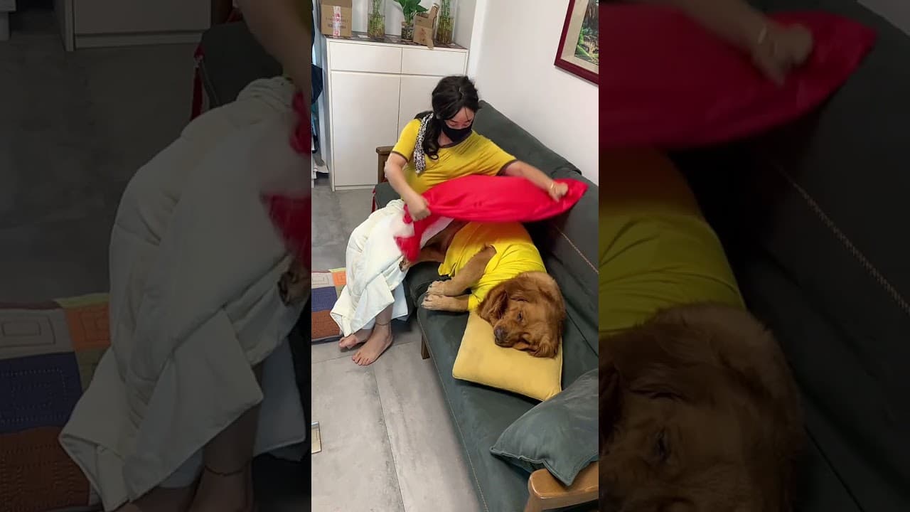 你睡沙发，我睡地板，没有关系的#萌宠出道计划 #狗狗 #萌宠 #搞笑#美女