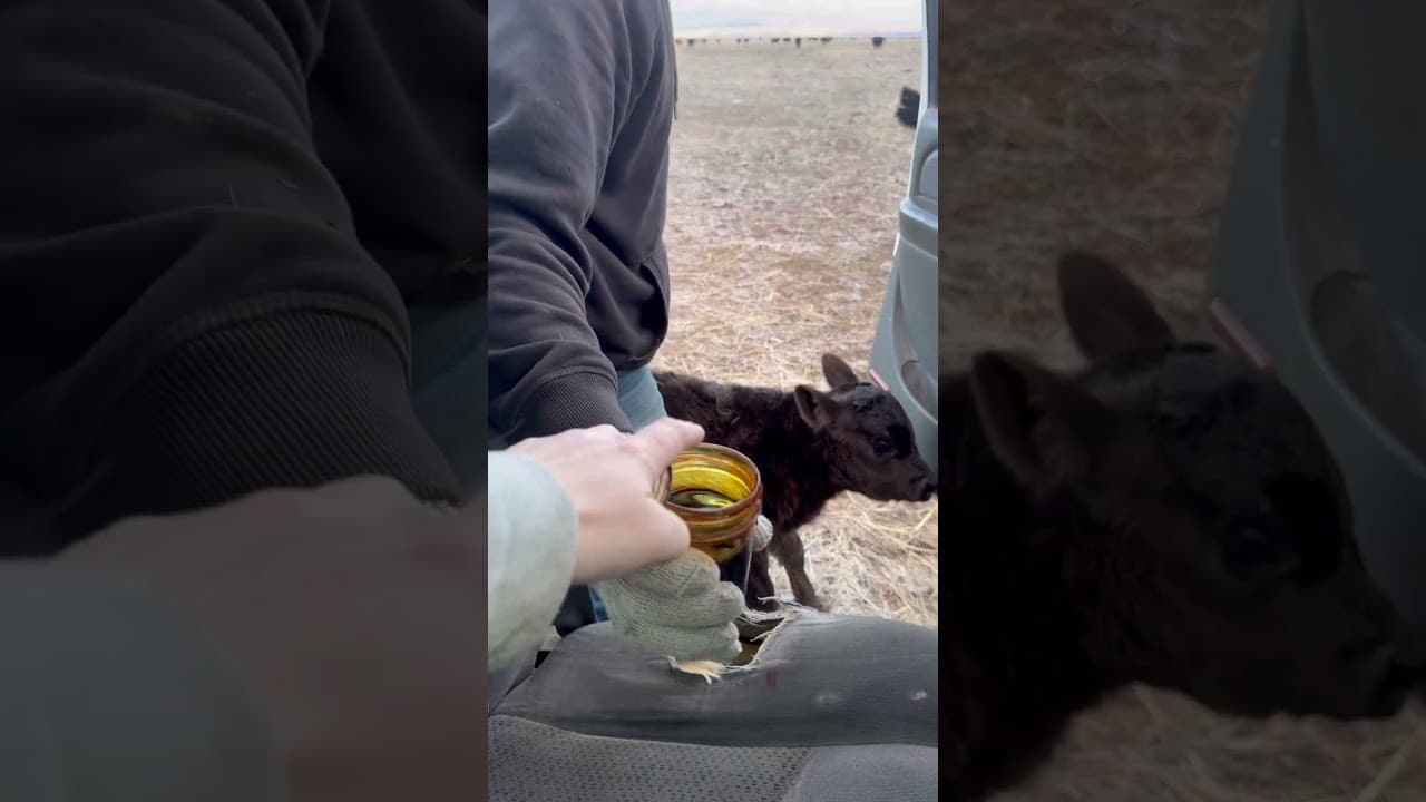 Catching a newborn calf to iodine her umbilical cord #cattle #ranching #calf