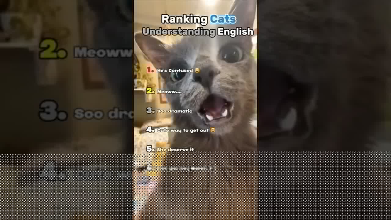 Ranking Cats Understanding English