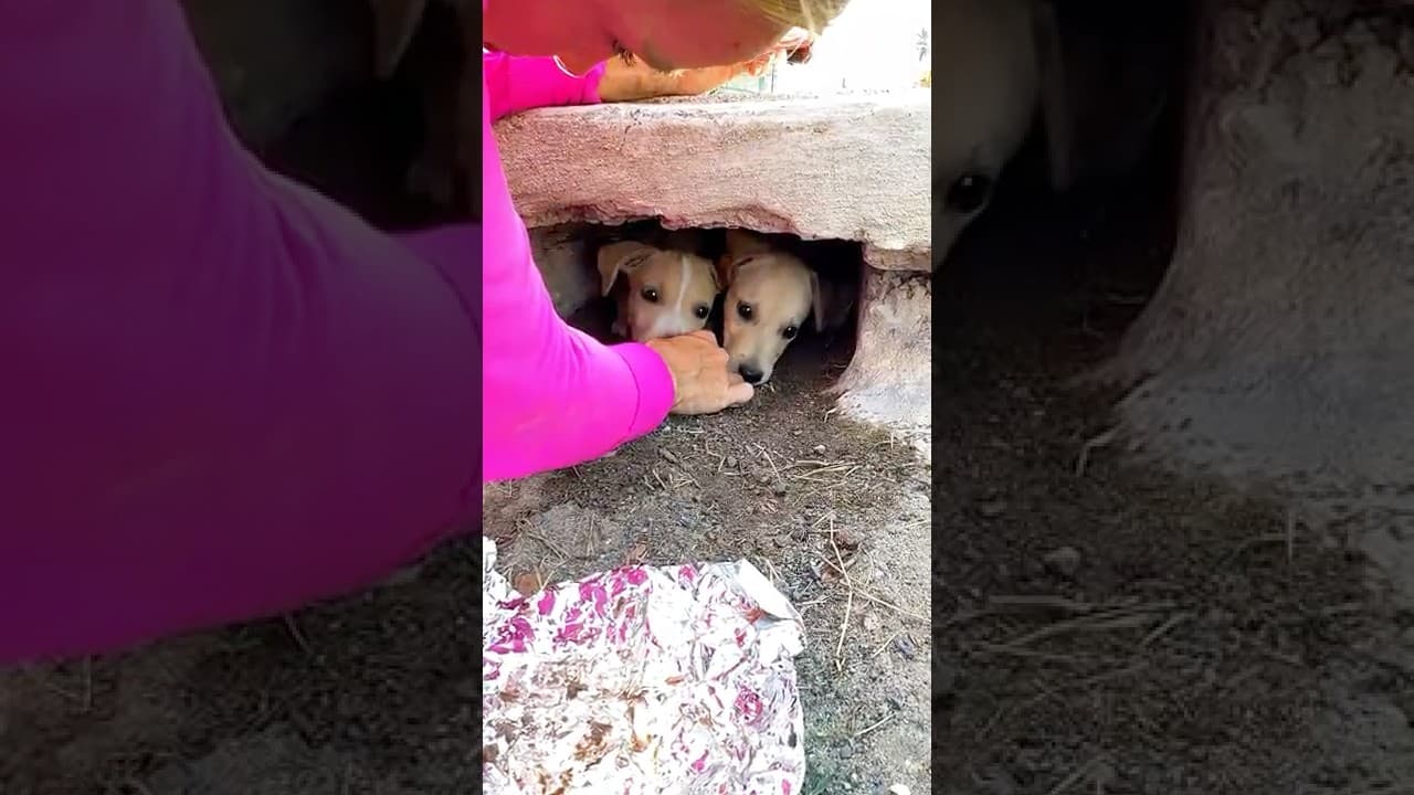 I Found Puppies in the Sewer 😔