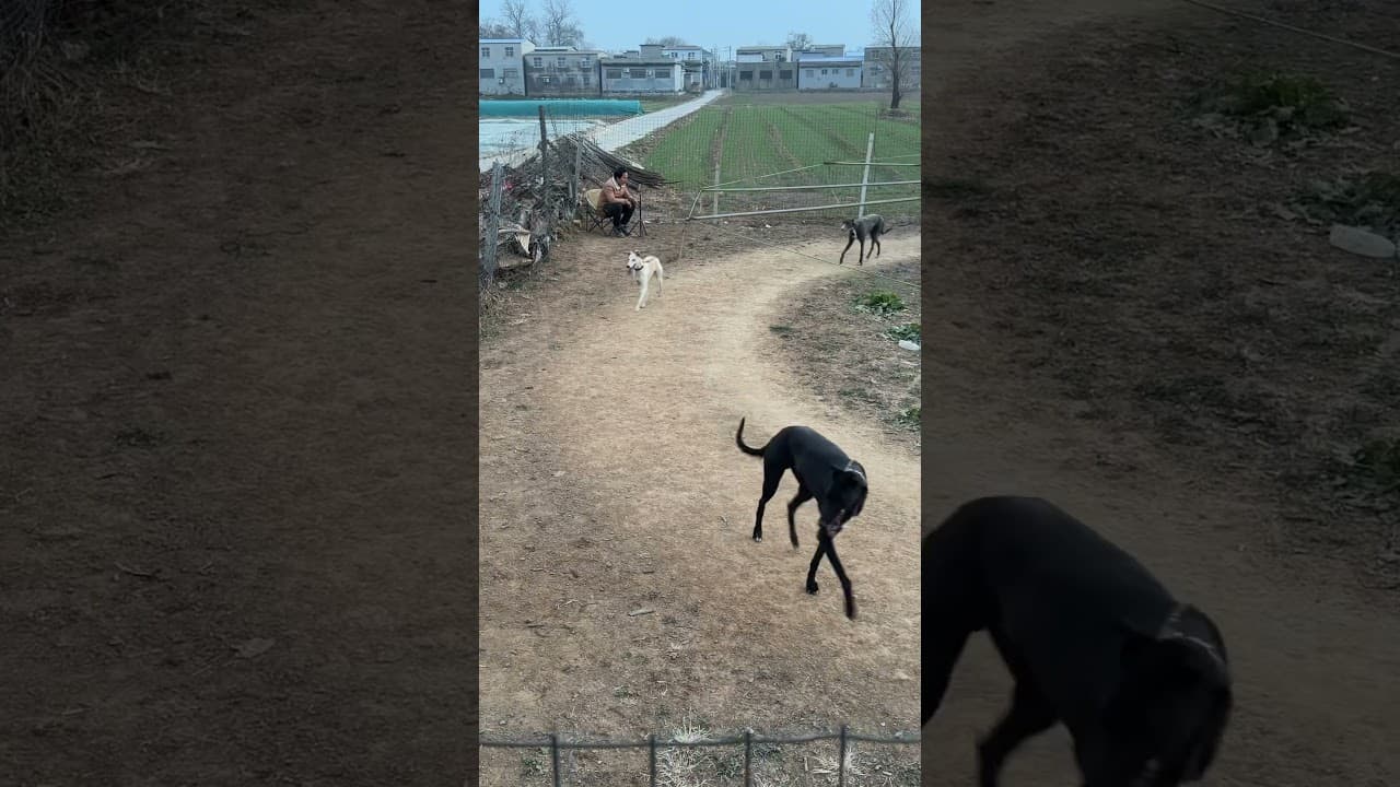 ചൈന #petstationkannur