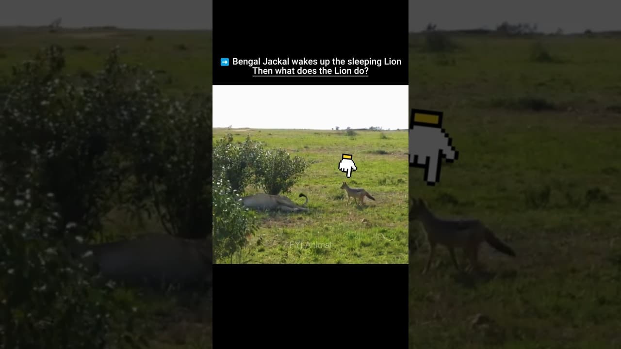 Bengal Jackal wakes up the sleeping Lion #trending #animals #wildlife #youtubeshorts