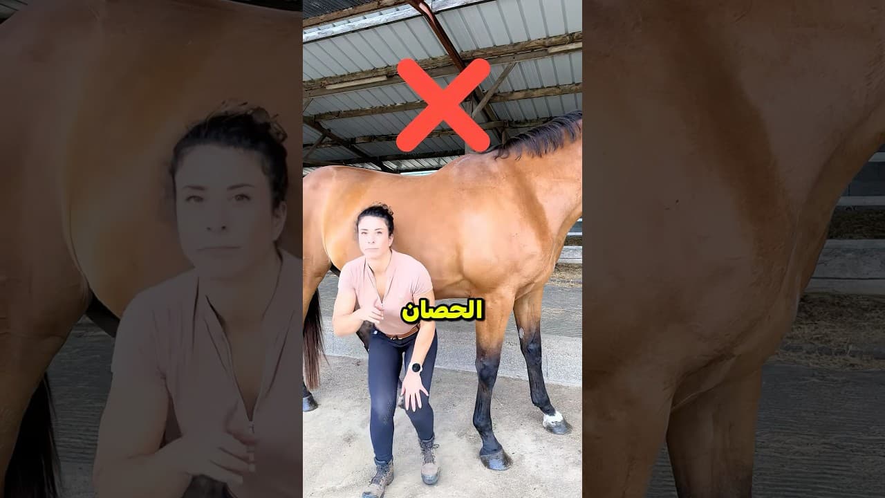 الطريقة الصحيحة للتعامل مع الحصان 😳!؟