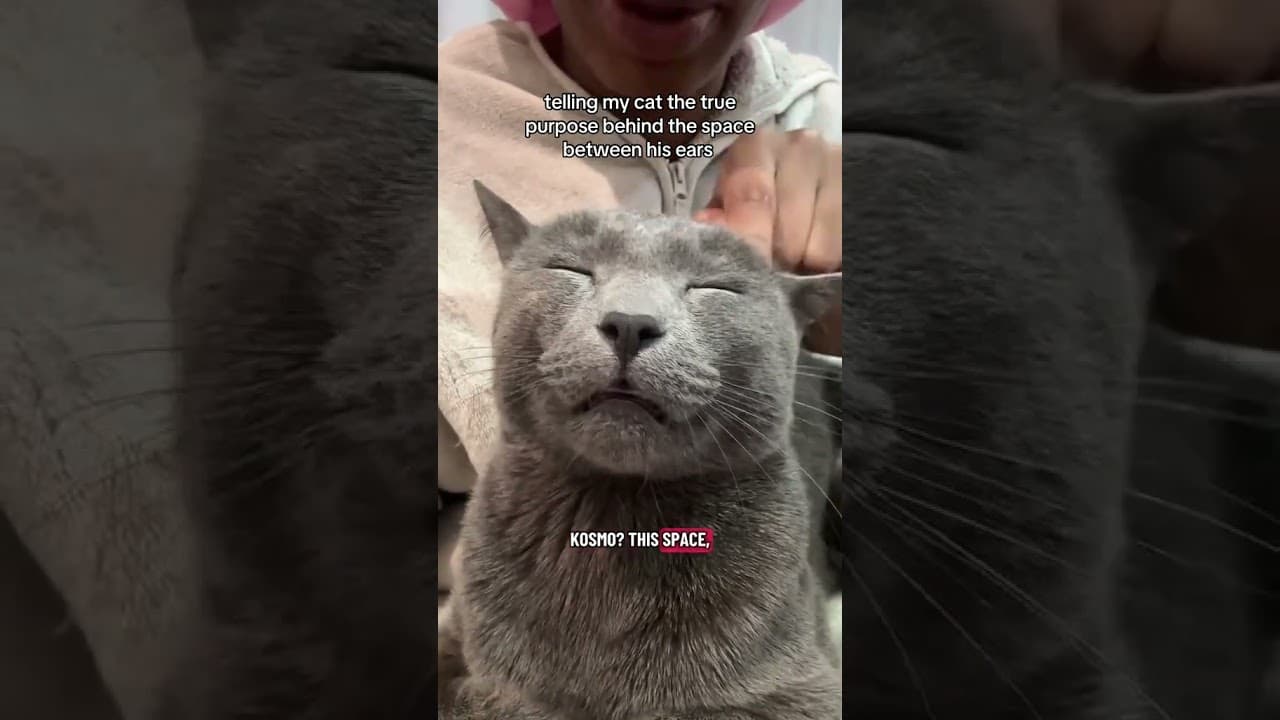 @itssjennykz: #cat  #catlover #kitty