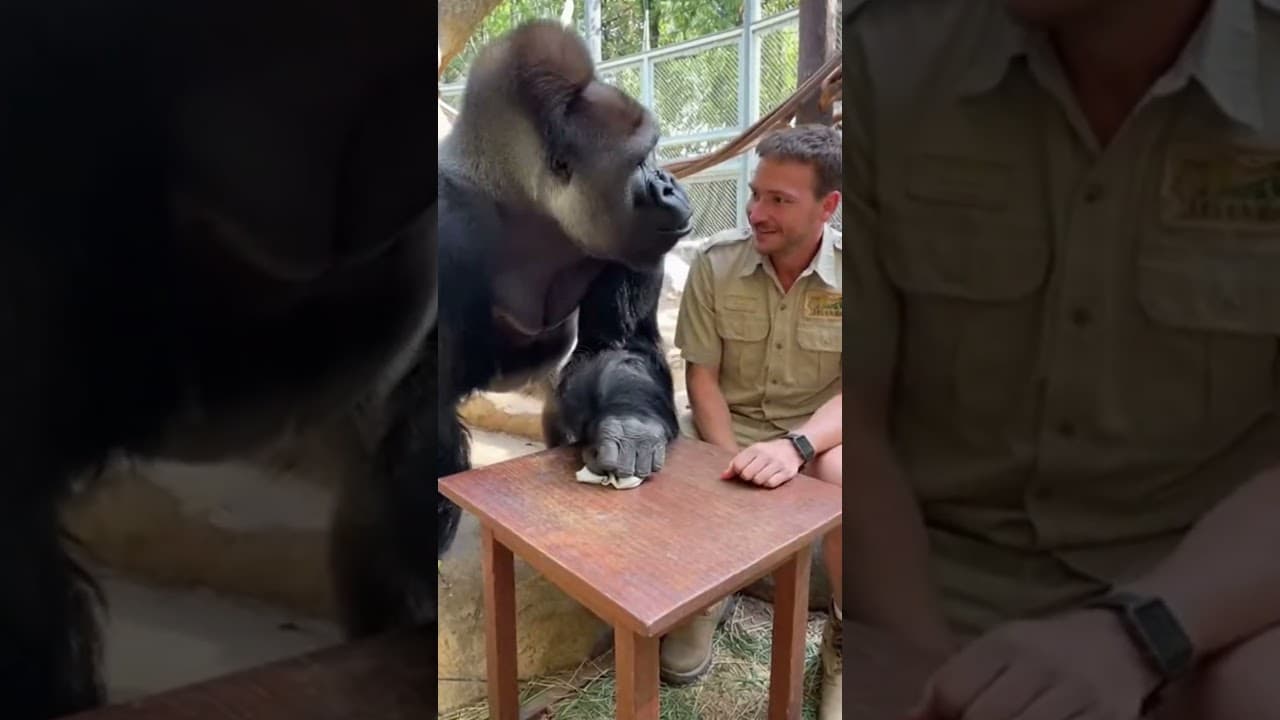 Gorilla's Reaction to Magic Trick is PRICELESS! 🦍😲
