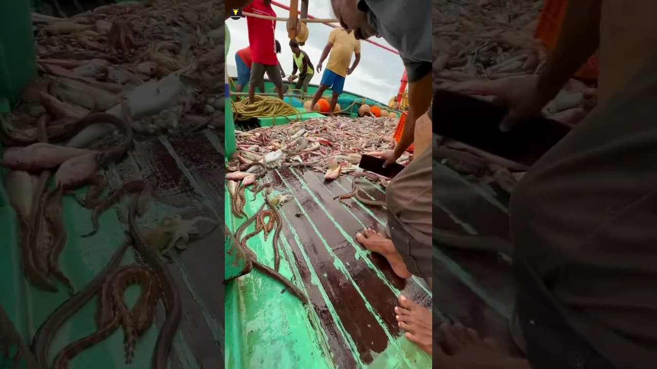 World's Most Expensive Eels 🦈