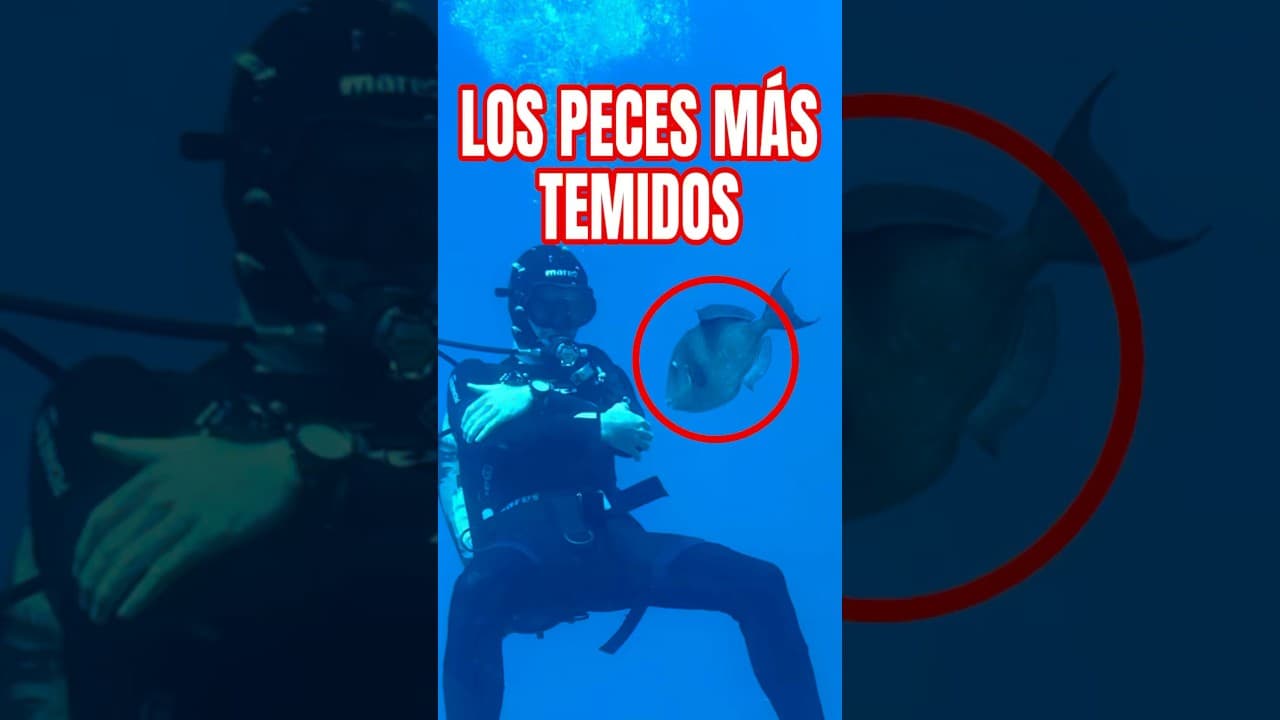 Buscando los peces más temidos por los humanos 😬 #curiosidades #snorkeling #playa  #animales