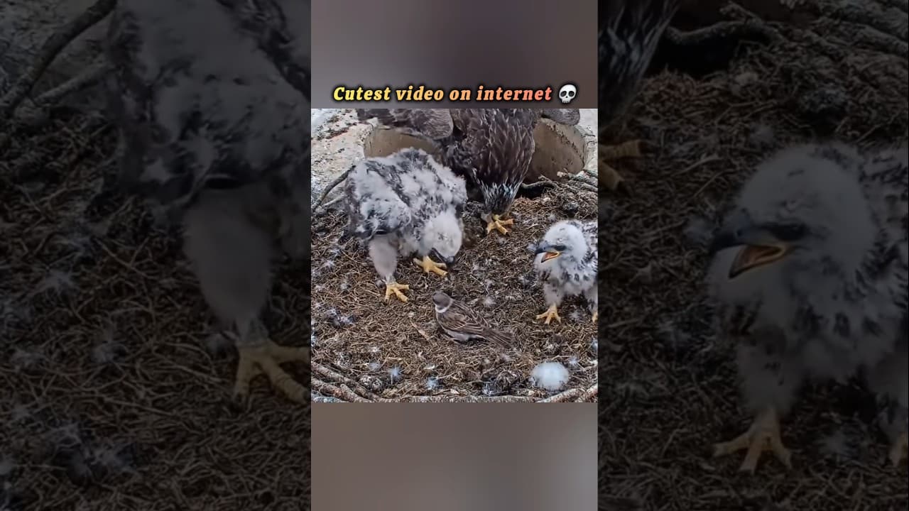 Eagle cam  #growyoutube #viralshorts #boostshorts  #ytviralshorts #makeshortsviral #freefire