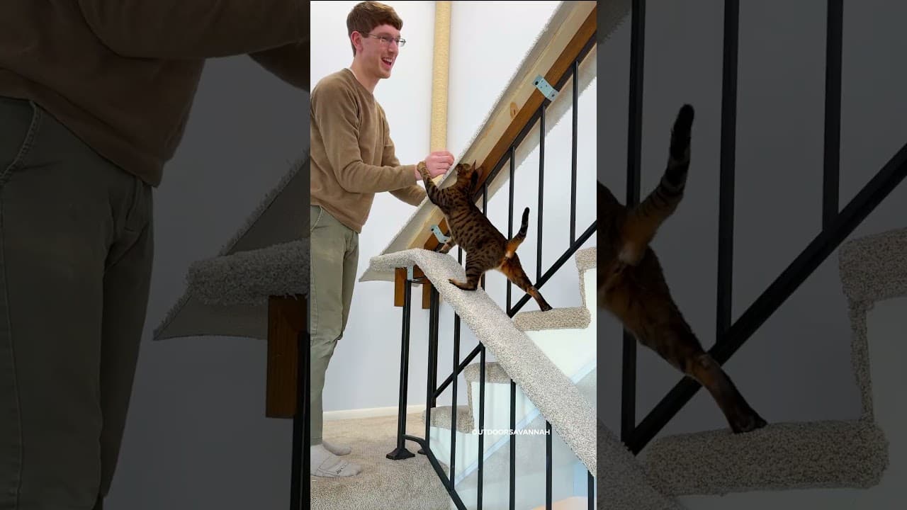 don't show our landlord 🤫 #cat